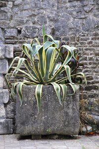 Plant wall wallflower