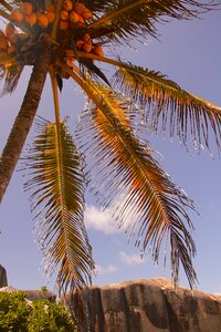 Tree exotic palm tree