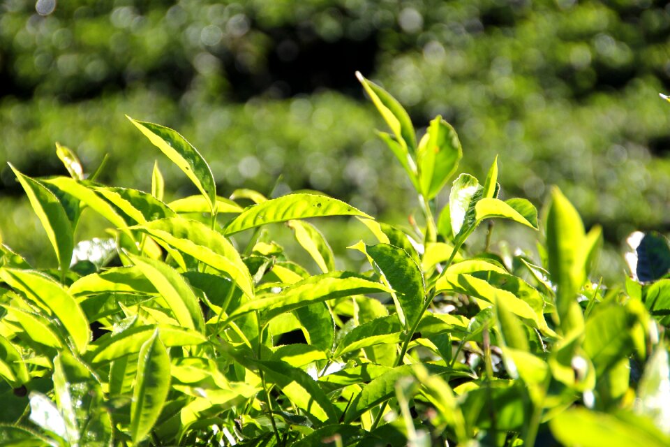 Tea plantation india cultivation terraces