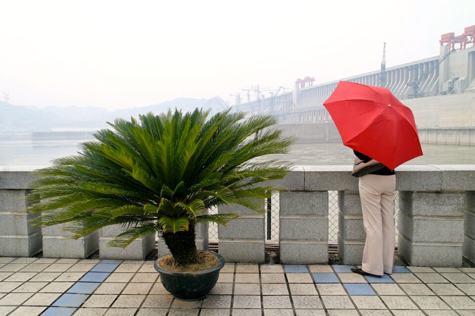 Plant shade tree parasol