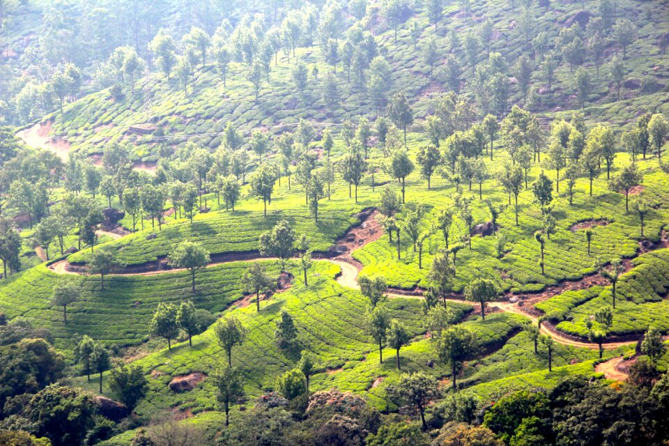 Tea plantation india cultivation terraces