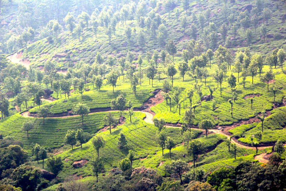 Tea plantation india cultivation terraces photo