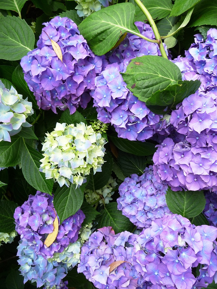 Plant flowers leaf