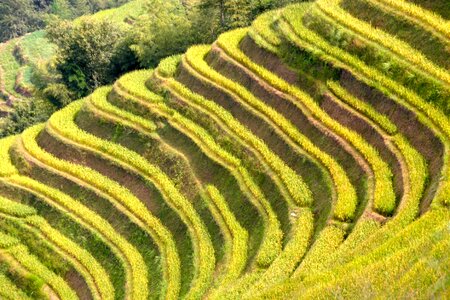 Rice fields asia landscape