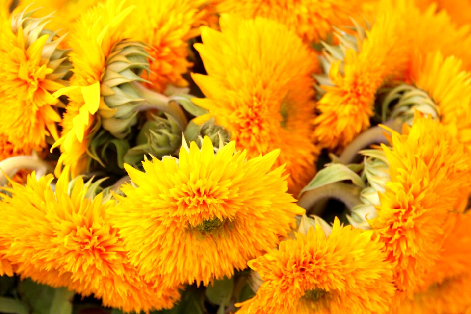 Flower nature summer