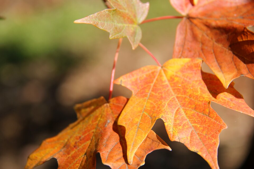 Orange nature fall leaves background
