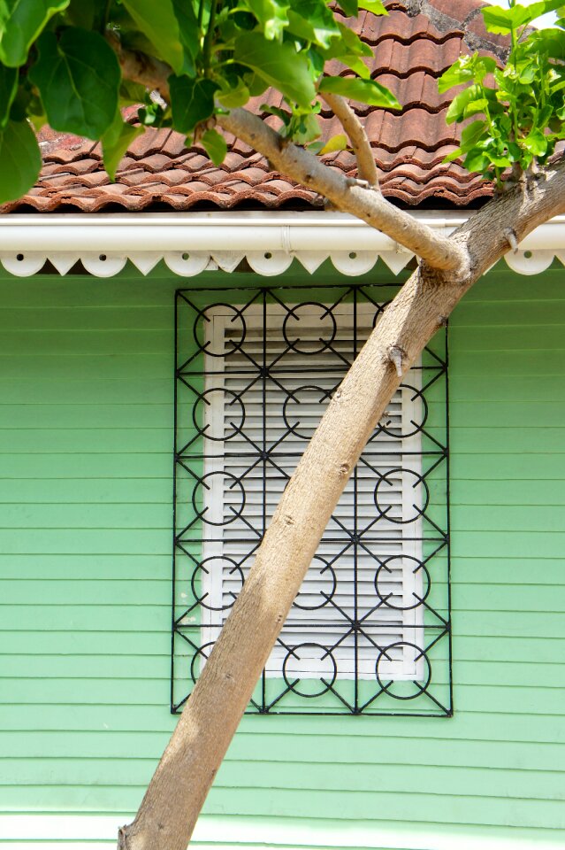House top date palm