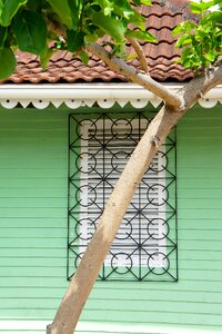 House top date palm