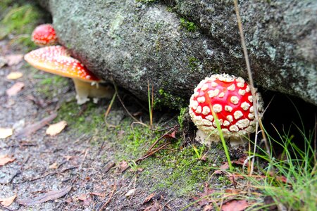 Mushrooms nature forest floor