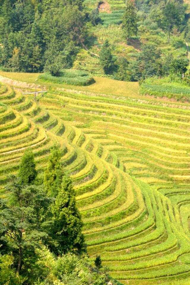 Rice fields asia landscape
