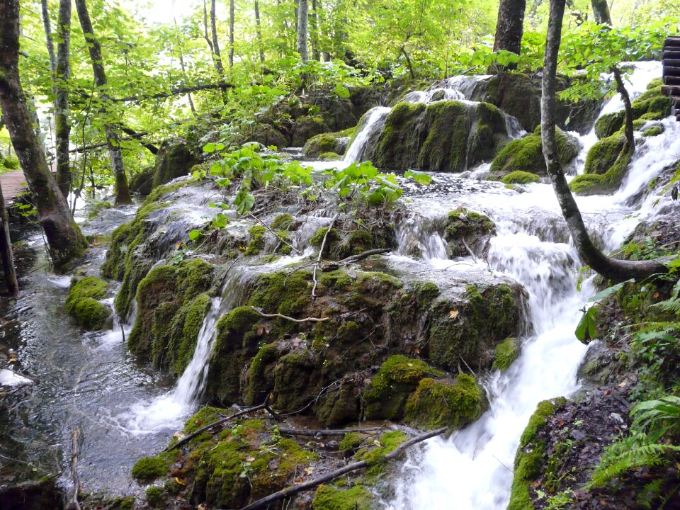 Flow forest stone photo