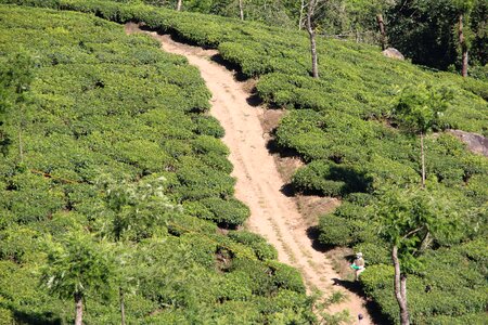Tea plantation india cultivation terraces