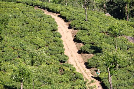 Tea plantation india cultivation terraces photo