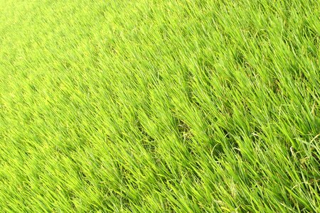 Rice fields asia landscape