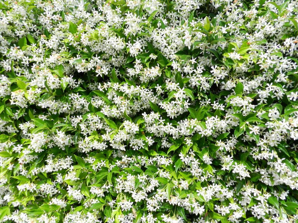 Flowers white flower