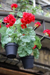 Flowerpot hortensia red