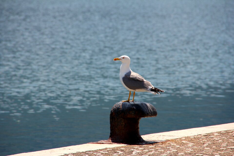 Sea water bird coast