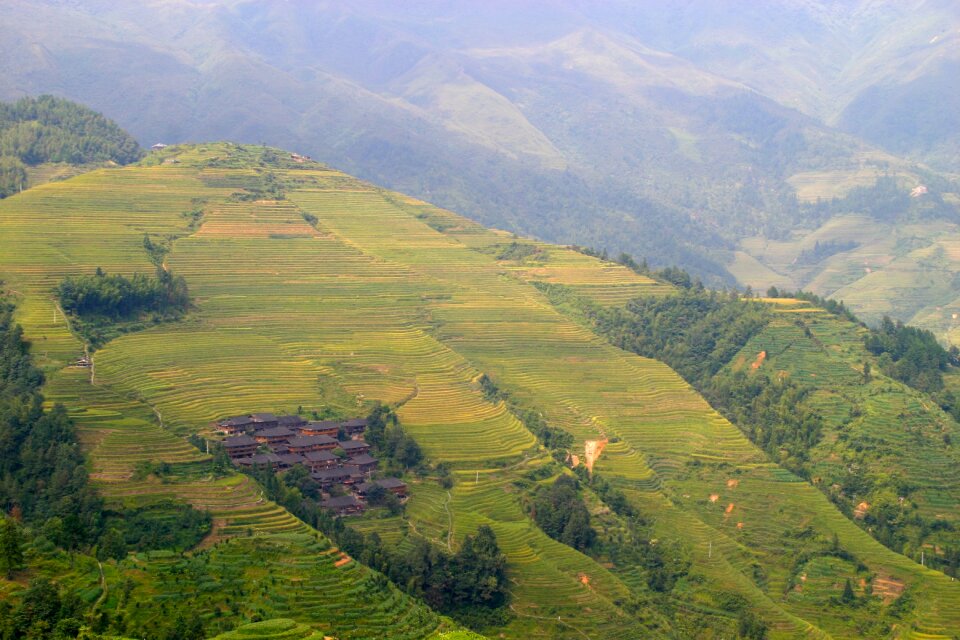Rice fields asia landscape