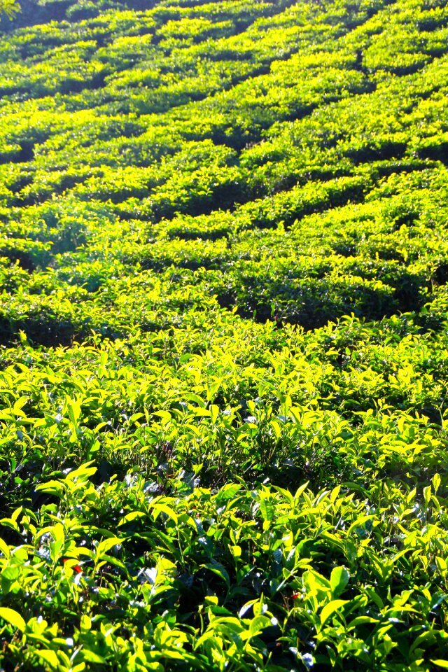 Tea plantation india cultivation terraces