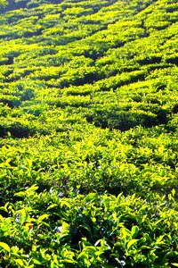 Tea plantation india cultivation terraces