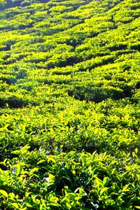 Tea plantation india cultivation terraces photo