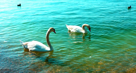 Water duck landscape