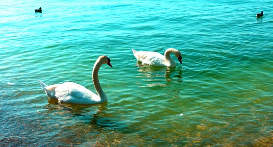 Water duck landscape photo