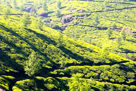 Tea plantation india cultivation terraces photo