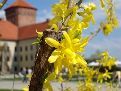 Wawel flowers spring