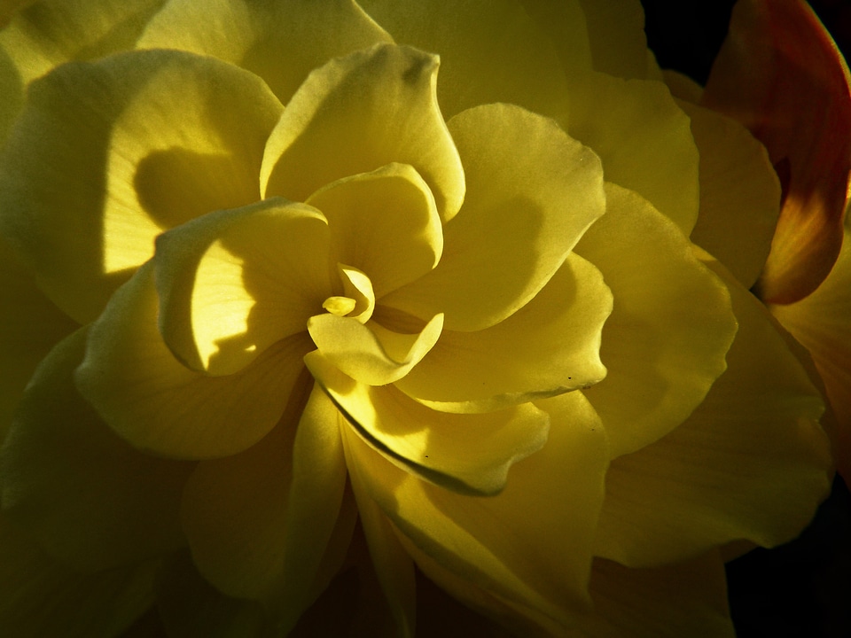 Soft light close-up plant