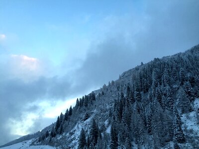 Wintry winter dream winter forest