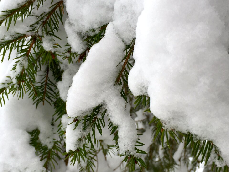 Wintry winter dream winter forest