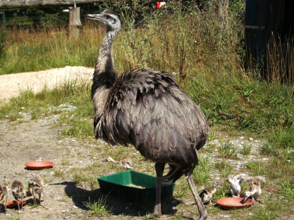 Animal flightless bird creature