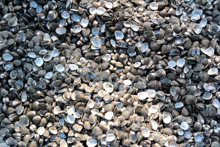 Shells mussel shells sea animals