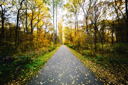 Nature walkway pathway photo