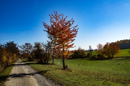 Fall foliage leaves landscape