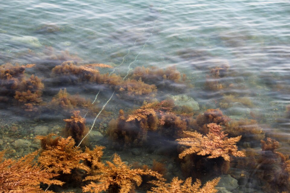Seaweed aquatic plants sea