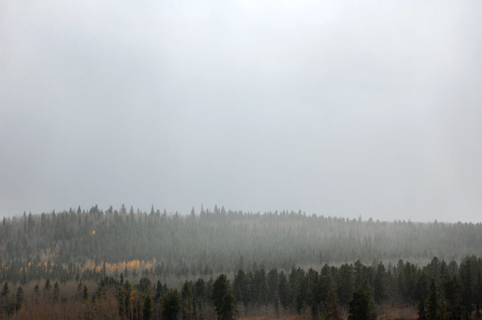 Grey conifers nature photo