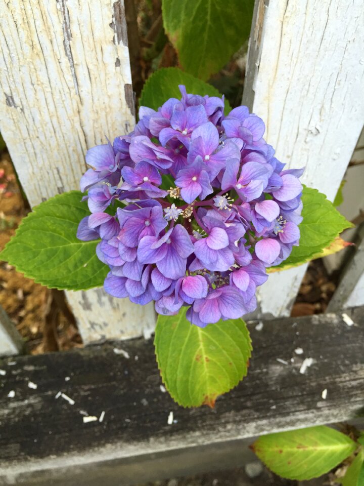 Plant bloom blossom