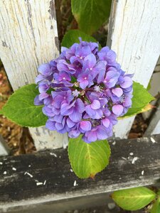 Plant bloom blossom