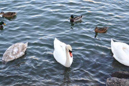 Swan lake bill black swan