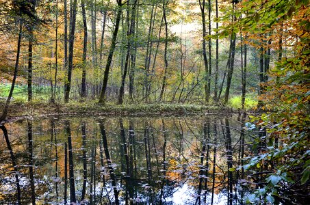 Mirroring fall color autumn forest photo
