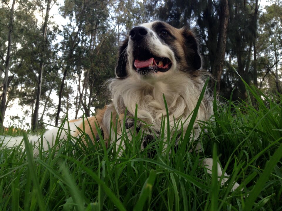Happy play animal