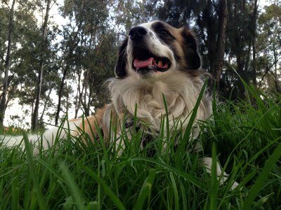 Happy play animal
