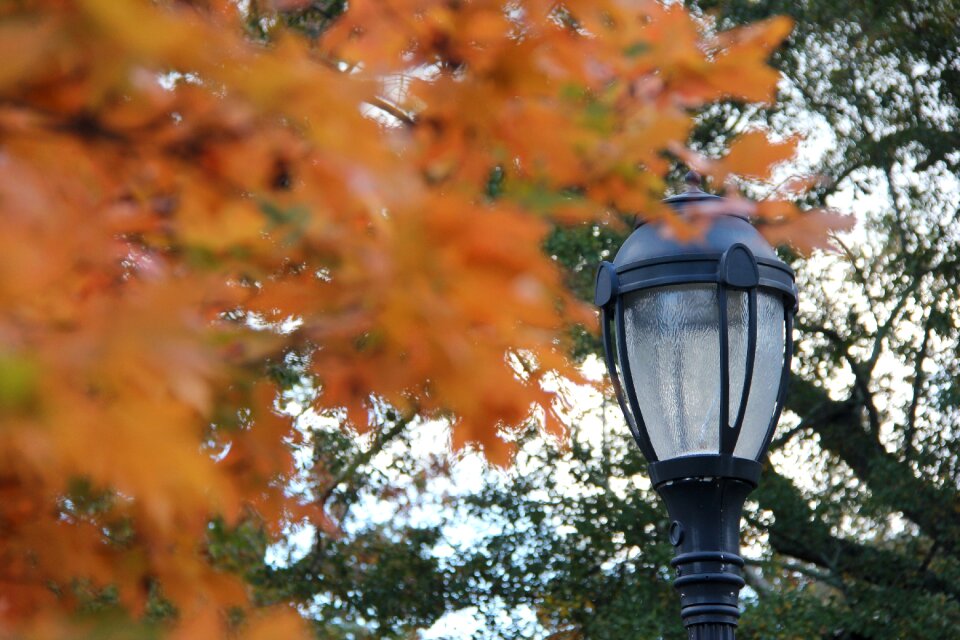 Autumn fall leaves background orange