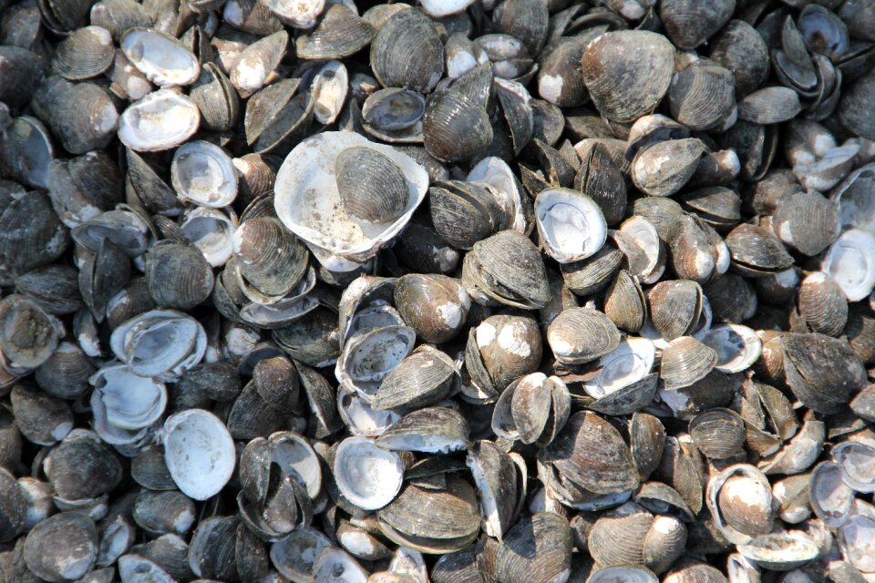 Shells mussel shells sea animals