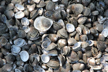 Shells mussel shells sea animals photo