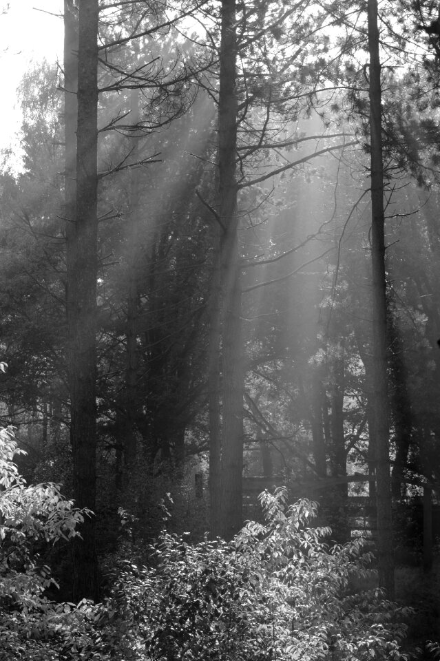 Sun rays sun sunlight photo