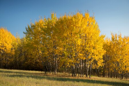 Slovakia foliage sun