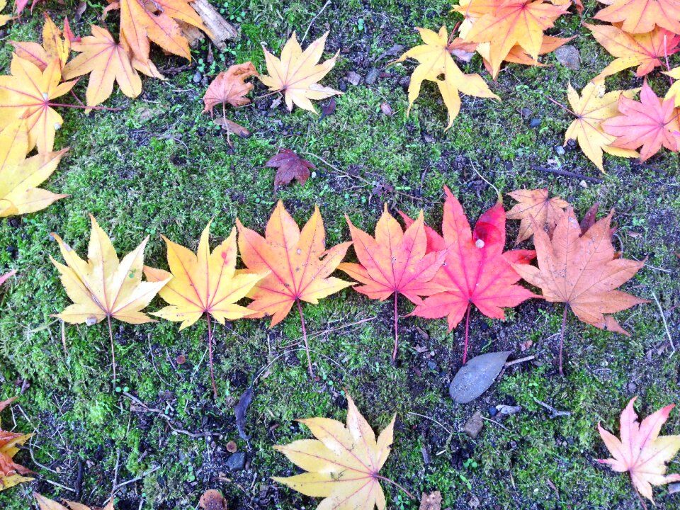 Fall leaves